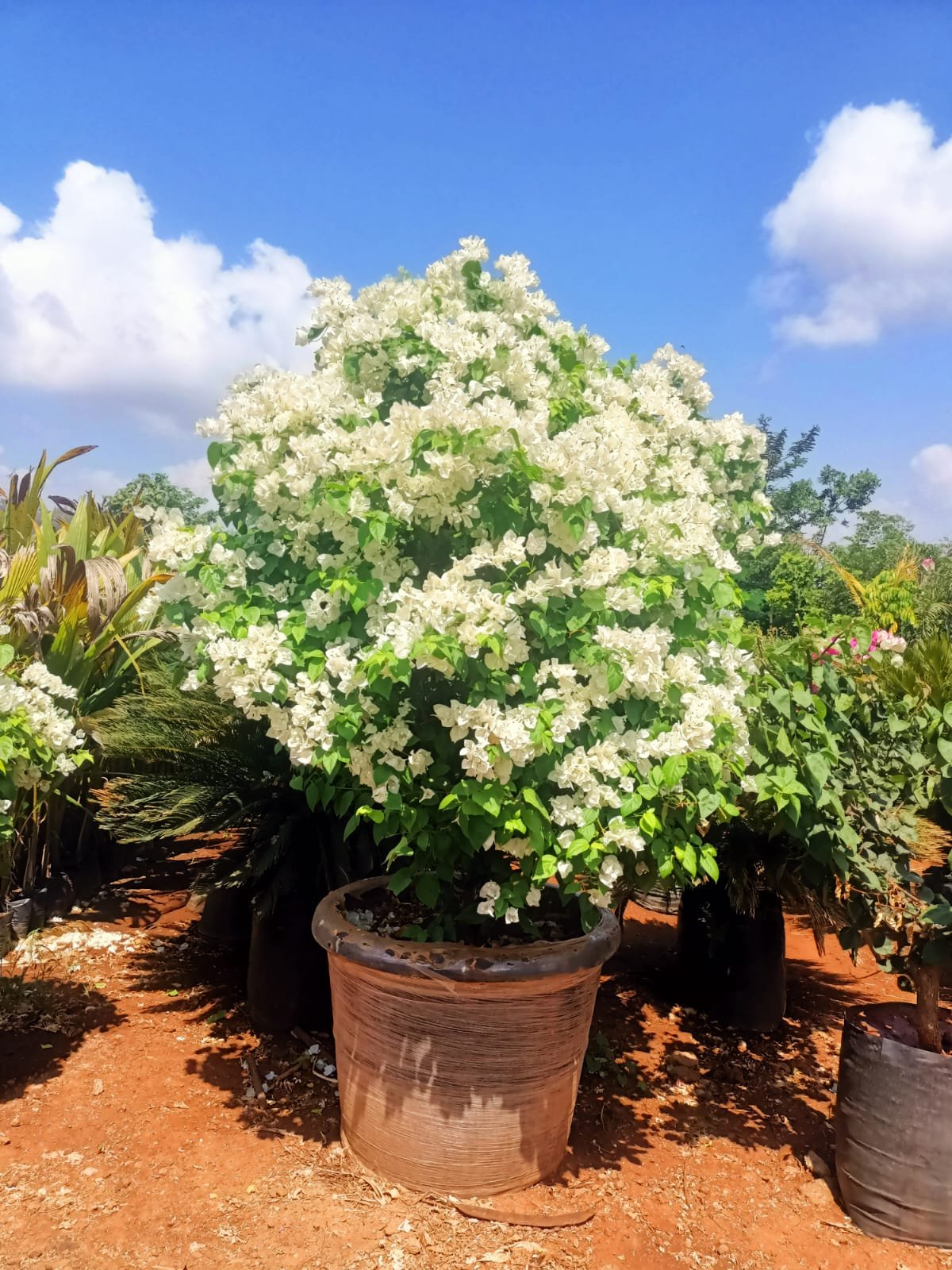 Bougainvillea white